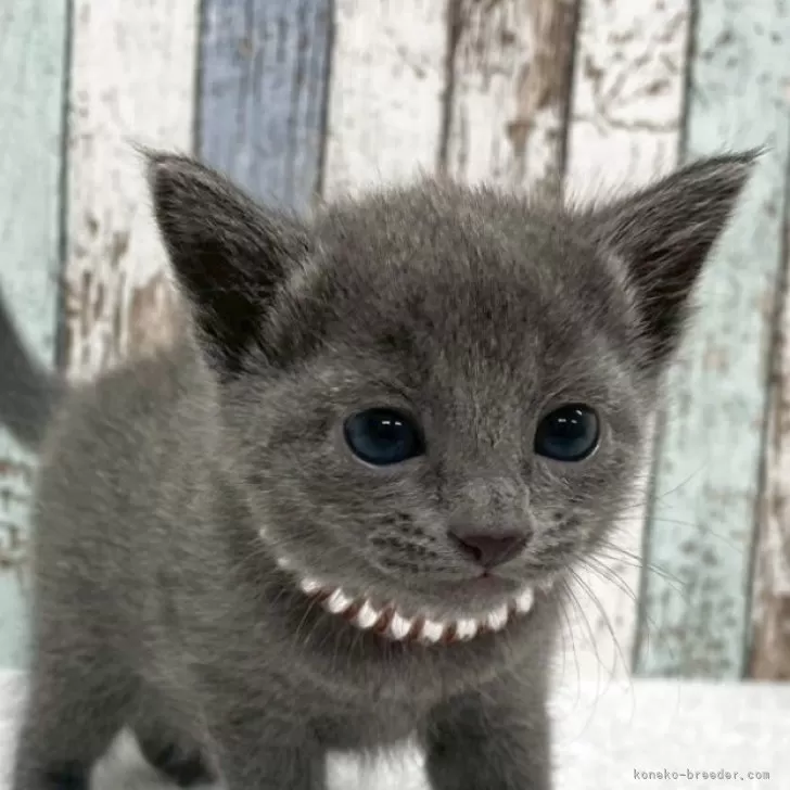 ロシアンブルー【北海道・女の子・2025年9月24日・ブルー】の写真1