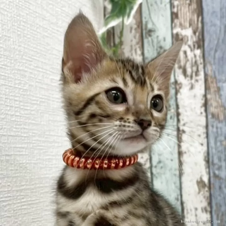 ID：2510-01344の子猫