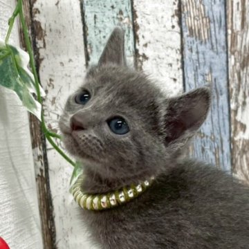 ロシアンブルー【北海道・女の子・2025年10月6日・ブルー】の写真「✨仲良し兄妹の女の子✨」