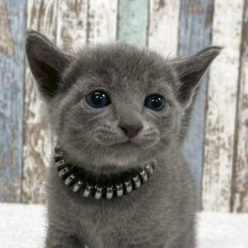 ロシアンブルー【北海道・男の子・2025年9月24日・ブルー】の写真「✨マイペースで穏やかな男の子✨」