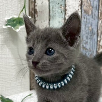 ロシアンブルー【北海道・男の子・2025年10月6日・ブルー】の写真「✨膝の上がお気に入り、甘えん坊の男の子✨」