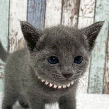 ロシアンブルー【北海道・女の子・2025年9月24日・ブルー】の写真「✨おっとり甘えん坊な女の子✨」