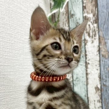 ベンガル【北海道・女の子・2025年9月3日・ブラウン・スポテッドタビー(ロゼット)】の写真「✨マイペースで甘えん坊な女の子✨」