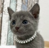 ロシアンブルー