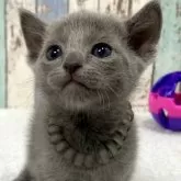 ロシアンブルー【北海道・男の子・2024年12月20日・ブルー】の写真1