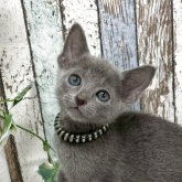 ロシアンブルー