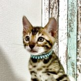 ベンガル