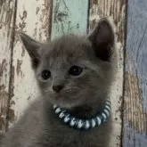 ロシアンブルー【北海道・男の子・2024年12月20日・ブルー】の写真1