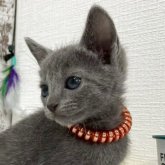 ロシアンブルー