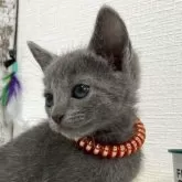 ロシアンブルー