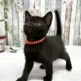 ボンベイ【北海道・女の子・2025年9月5日・ブラック】の写真5