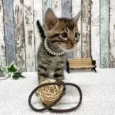 ベンガル【北海道・男の子・2025年9月3日・ブラウン・スポテッドタビー(ロゼット)】の写真5