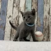 ロシアンブルー【北海道・男の子・2024年12月20日・ブルー】の写真2