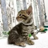 ベンガル【北海道・男の子・2025年9月3日・ブラウン・スポテッドタビー(ロゼット)】の写真6