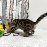 ベンガル【北海道・男の子・2025年9月3日・ブラウン・スポテッドタビー(ロゼット)】の写真7