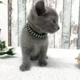 ロシアンブルー【北海道・男の子・2025年9月24日・ブルー】の写真4