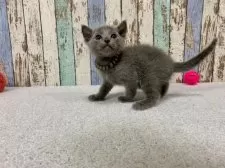 ロシアンブルー【北海道・男の子・2024年12月20日・ブルー】の写真7