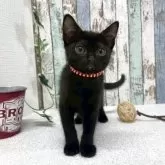 ボンベイ【北海道・女の子・2025年9月5日・ブラック】の写真2