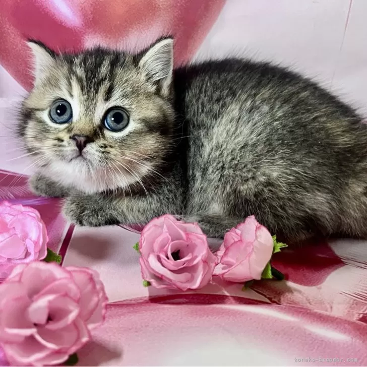 ID:2410-00490の子猫