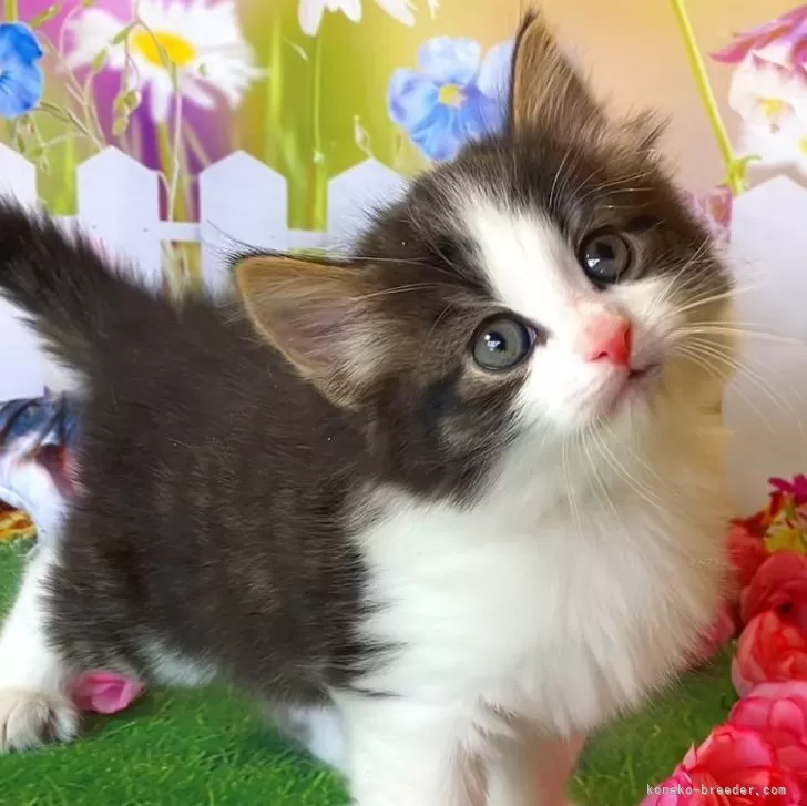 ID:2403-00867の子猫