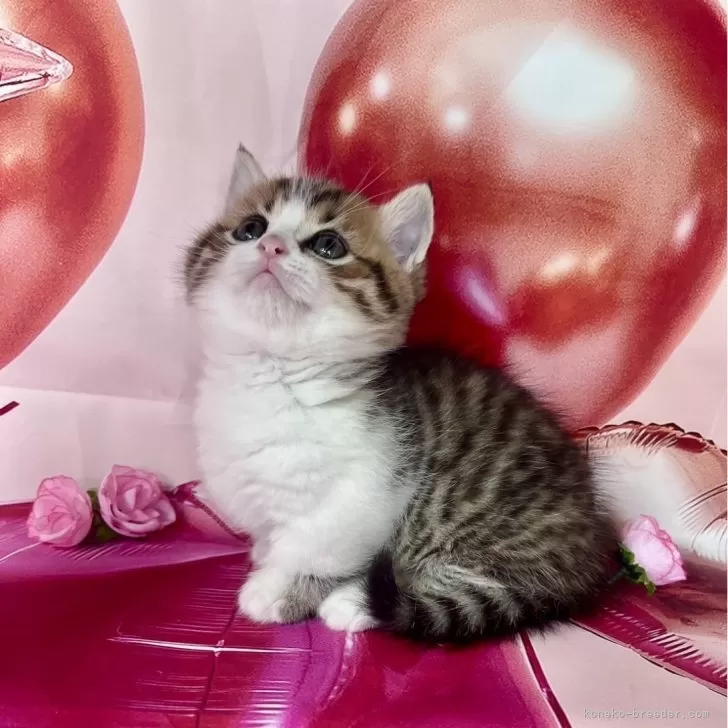 ID：2405-02576の子猫