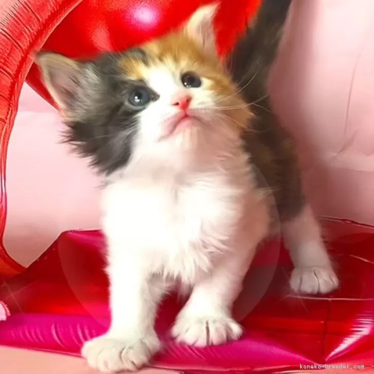 ID：2403-02201の子猫