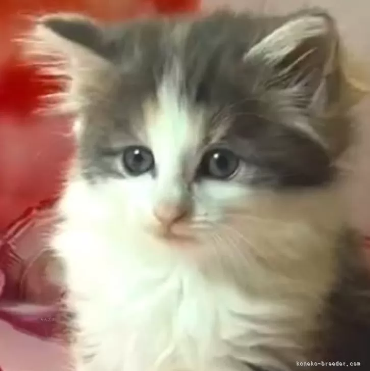 ID：2408-02890の子猫