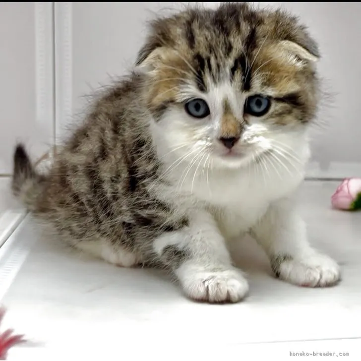 ID：2607-01137の子猫