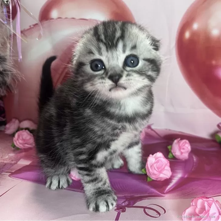 ID:2412-02611の子猫