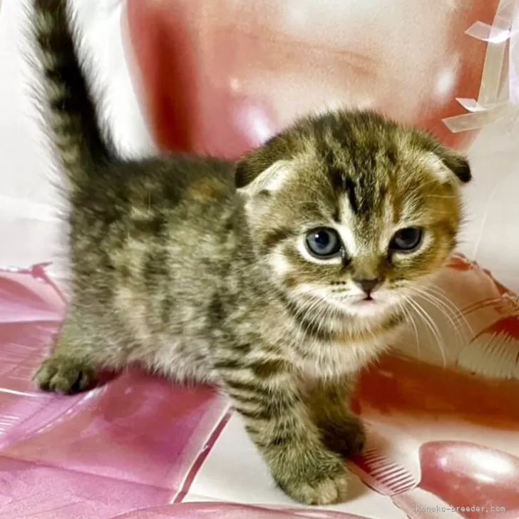 ID:2508-01591の子猫