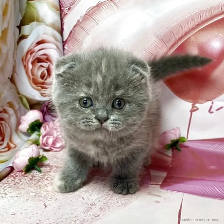 スコティッシュフォールド(折れ耳)【群馬県・女の子・2025年9月7日・ブルー】の写真1