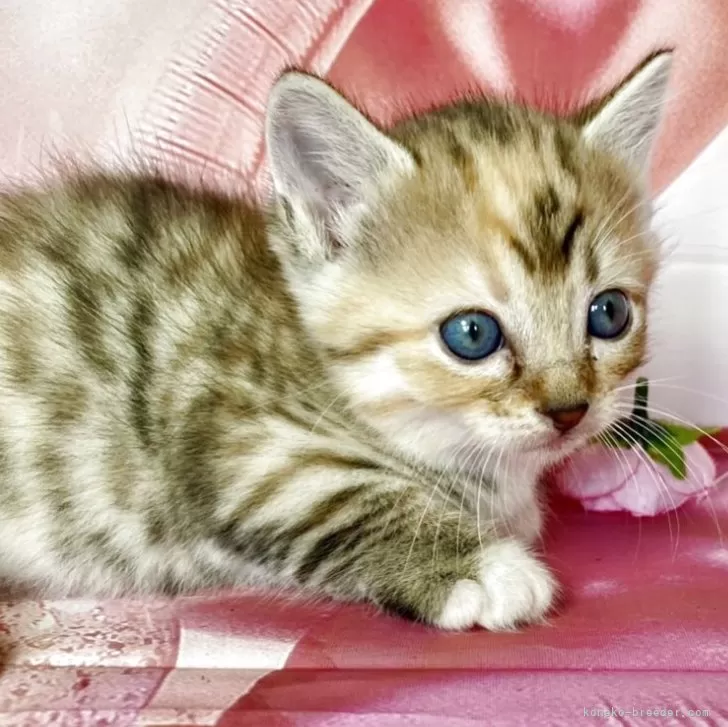 ID：2508-02243の子猫