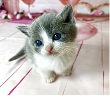 ミヌエット【群馬県・男の子・2025年5月11日・ブルーホワイト】の写真「賢くてとても懐いております♡」