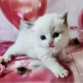 ラグドール【群馬県・男の子・2025年2月15日・ブルーポイントバイカラー】の写真1