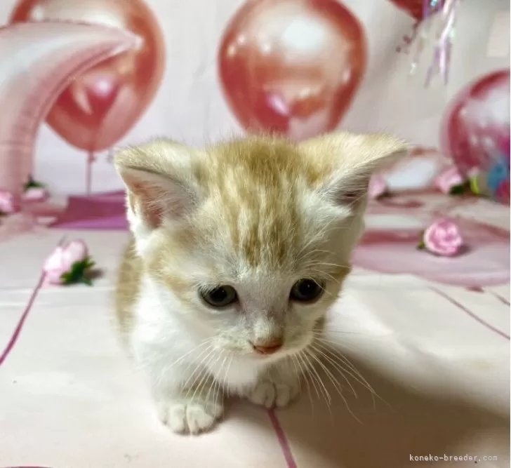 tennenboke-cat さん専用 Amazon.co.jp: ミラーシールド付！猫ちゃんデザイン