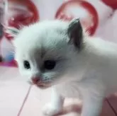 ラグドール【群馬県・男の子・2025年2月15日・ブルーポイントバイカラー】の写真4