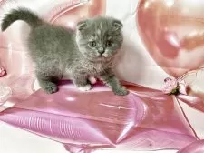 スコティッシュフォールド(折れ耳)【群馬県・女の子・2025年9月7日・ブルー】の写真4