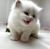 ラグドール【群馬県・女の子・2026年1月24日・ブルーポイントバイカラー】の写真5