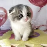 スコティッシュフォールド(折れ耳)【群馬県・男の子・2025年10月31日・ブルータビーホワイト】の写真5