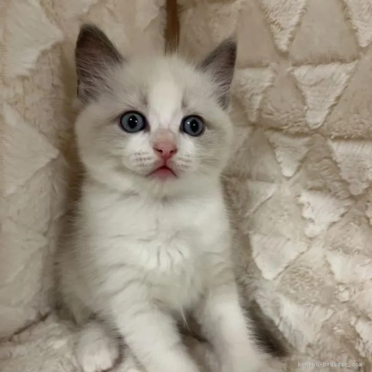 ID:2206-00785の子猫