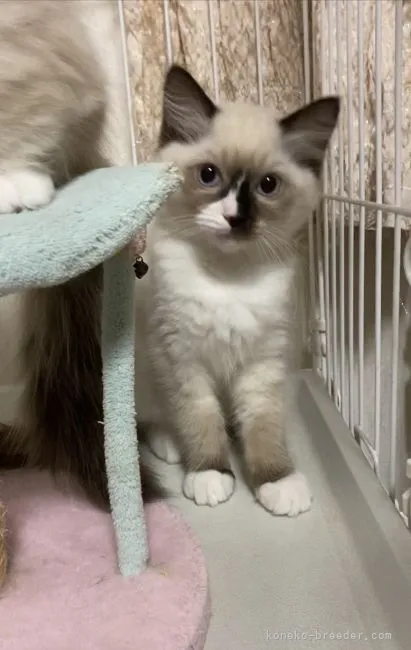 ID：2112-01243の子猫