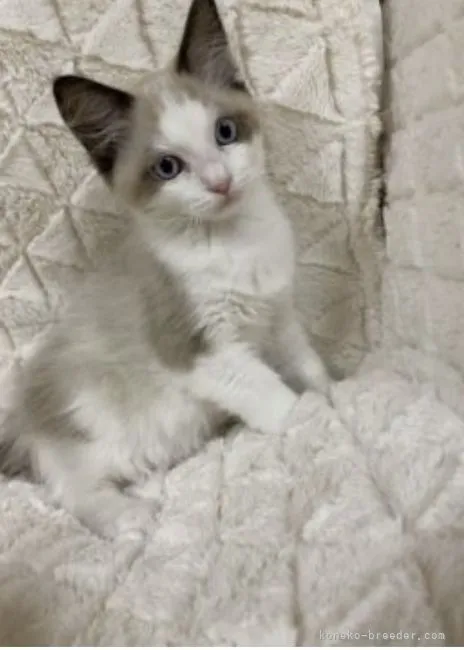 ID：2112-01241の子猫