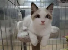 ラグドール【愛知県・男の子・2021年9月8日・シールポイントバイカラー】の写真3