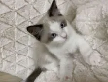 ラグドール【愛知県・男の子・2021年9月8日・シールポイントバイカラー】の写真4