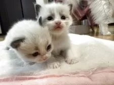 ラグドール【愛知県・男の子・2025年10月4日・シールポイントバイカラー】の写真10