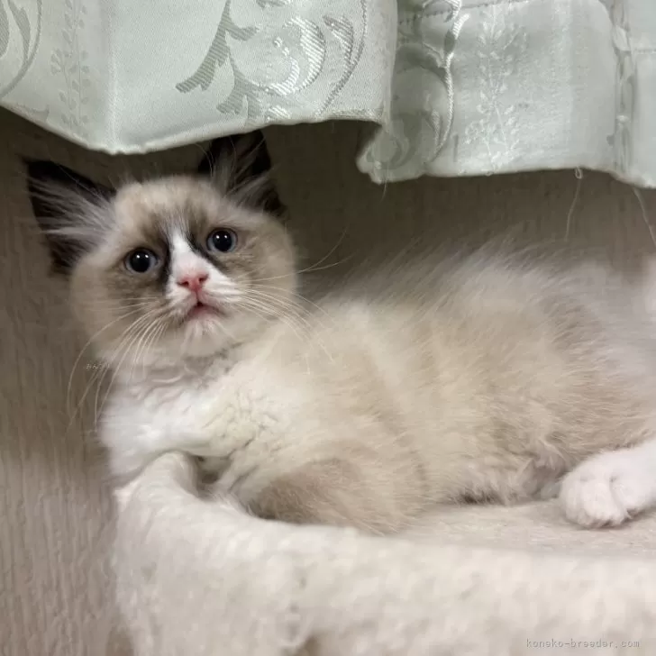 ID：2503-01429の子猫
