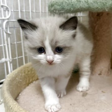 ラグドール【愛知県・女の子・2025年10月4日・シールポイントバイカラー】の写真「食欲旺盛 元気に育っています。」