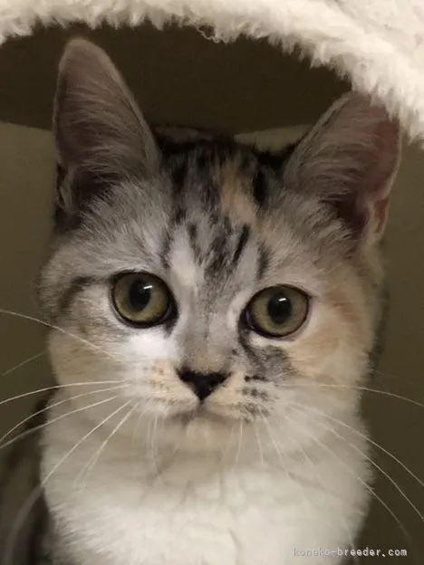 かな 様のお迎えした子猫