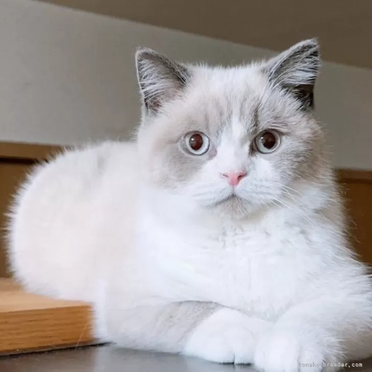 ID：2310-00567の子猫