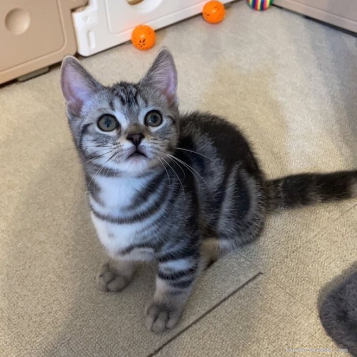 岡山富男　作　寝そべり猫 岡山富男 作 寝そべり猫 岡山富男 | STORES